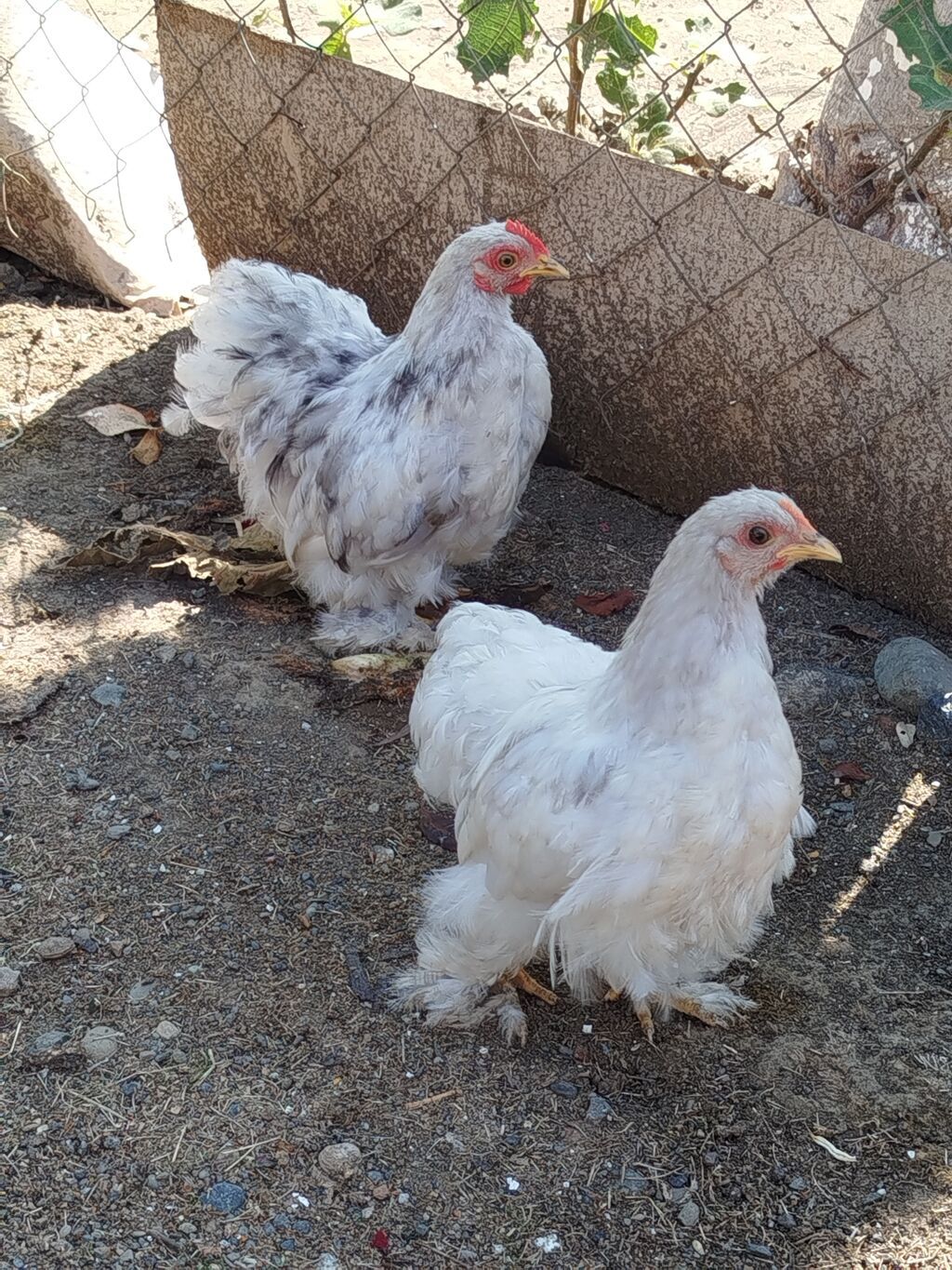 1 cüt karlik koxinlər satılır beçə fərədi cütü 45 manat ünvan Lenkaran — Digərləri, Lənkəran (2)