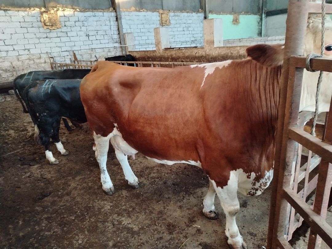 İnək — Kənd təsərrüfatı heyvanları, Bakı (6)