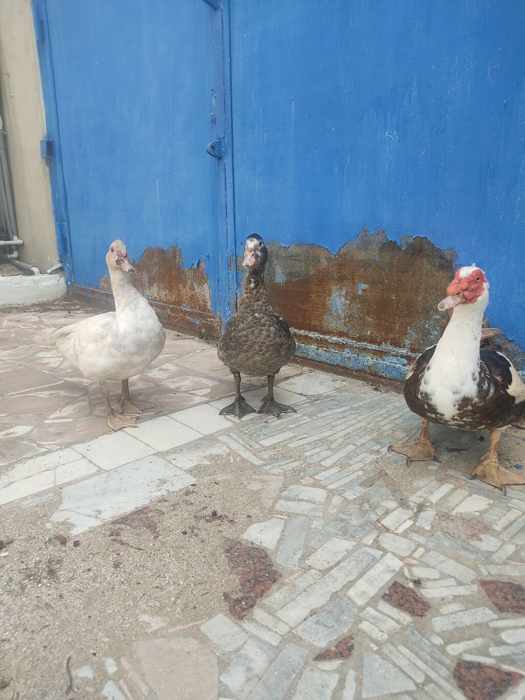 Tam saglam lal ordekler — Digərləri, Digah (3)