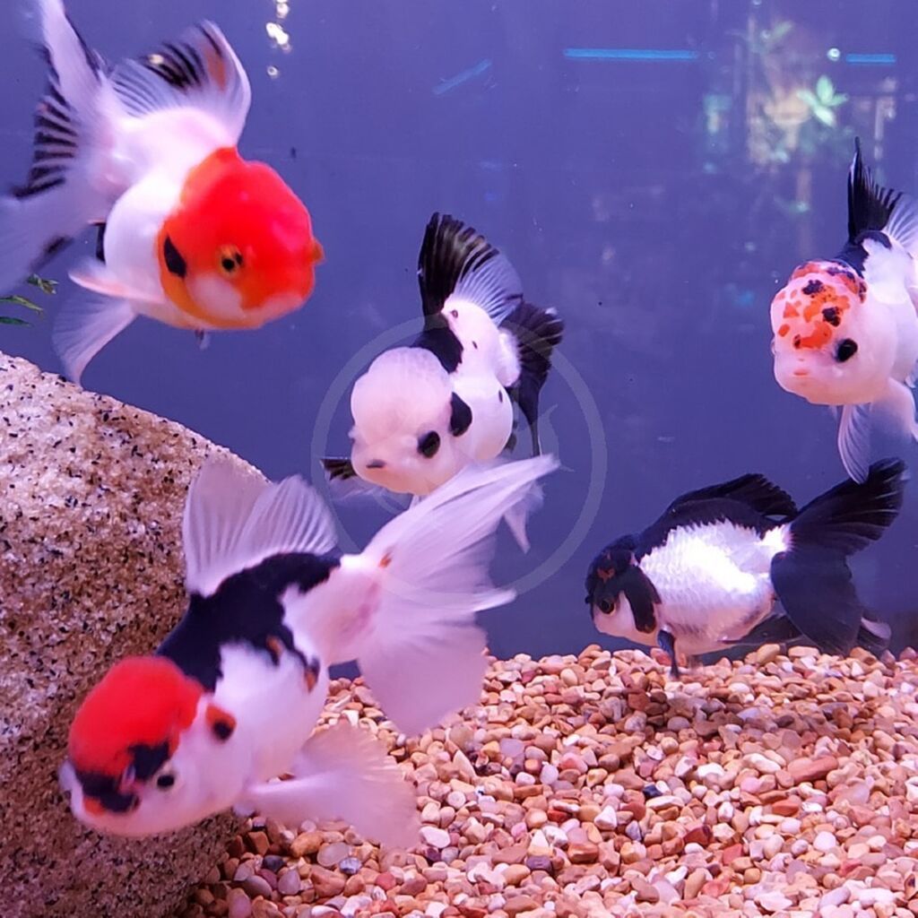 Oranda, Sülhsevər — Akvariumlar və balıqlar, Bakı (2)
