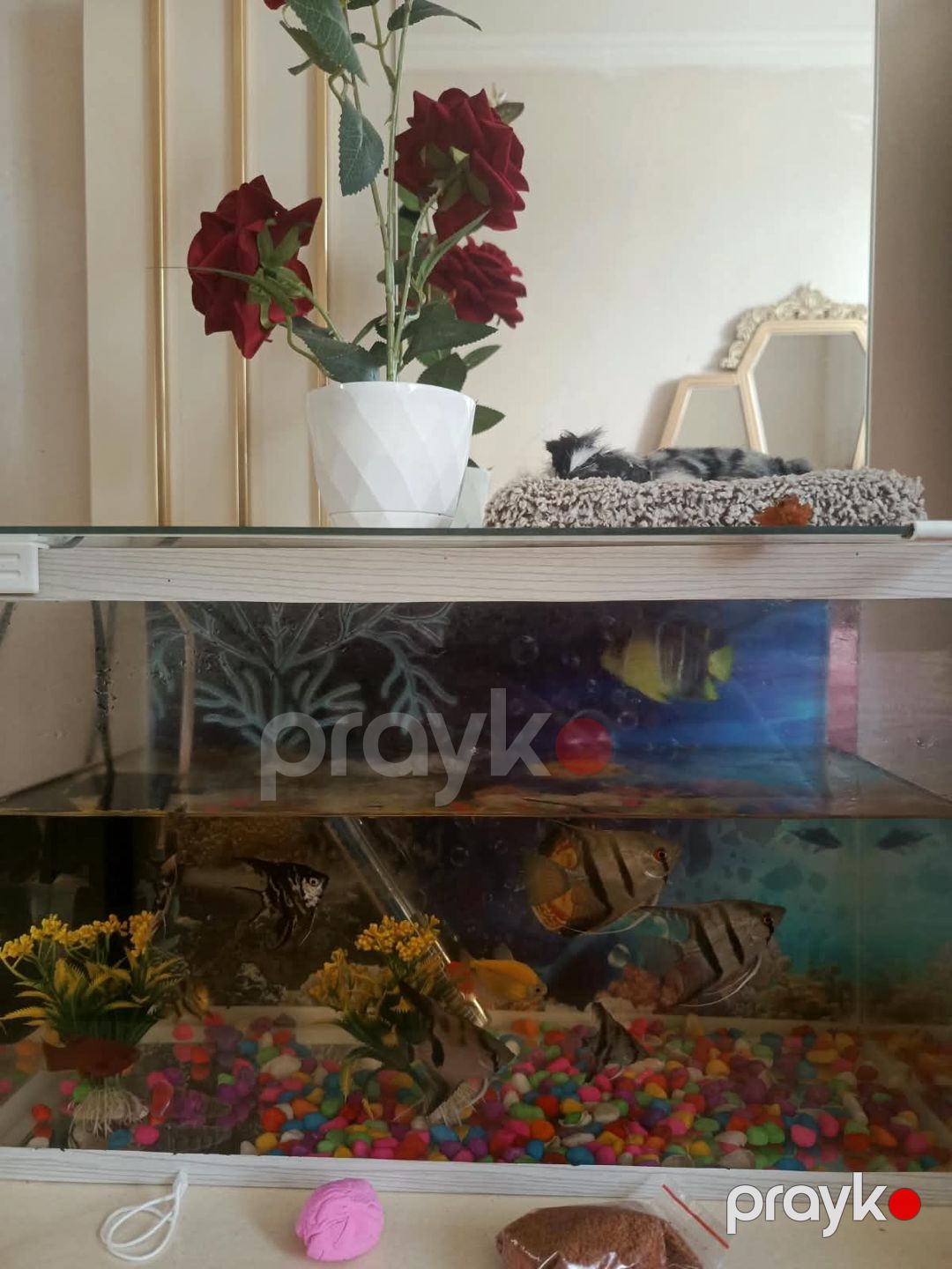 12 baliq — Akvariumlar və balıqlar, Sumqayıt (2)