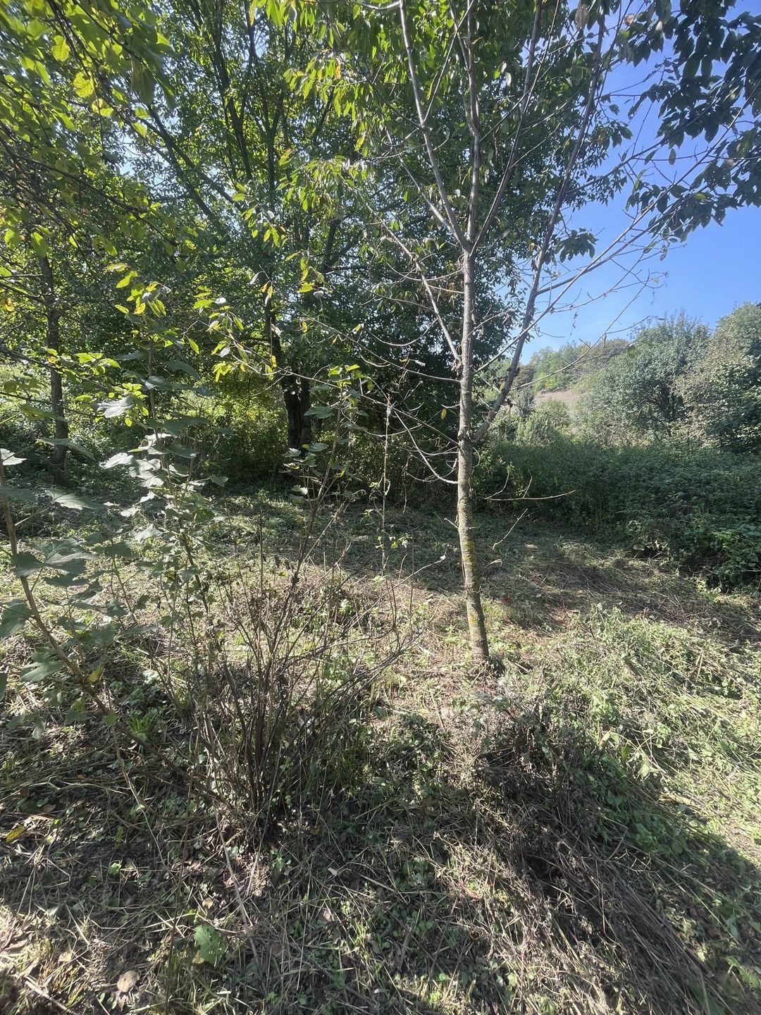 12 sot torpaq sahəsi, Avaran kəndi — Torpaq, Qusar (10)