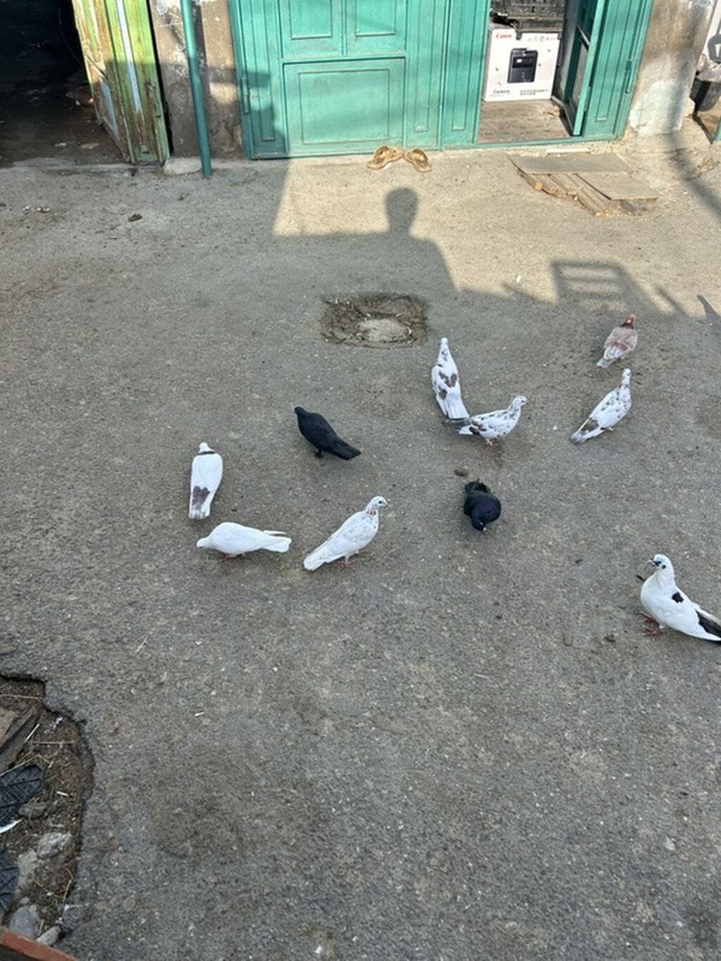 12 dene tutulma unvan sabuncu — Göyərçin, Bakı (2)