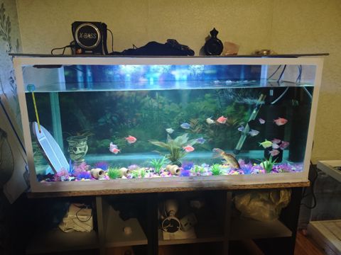 Akvarium — Bakı