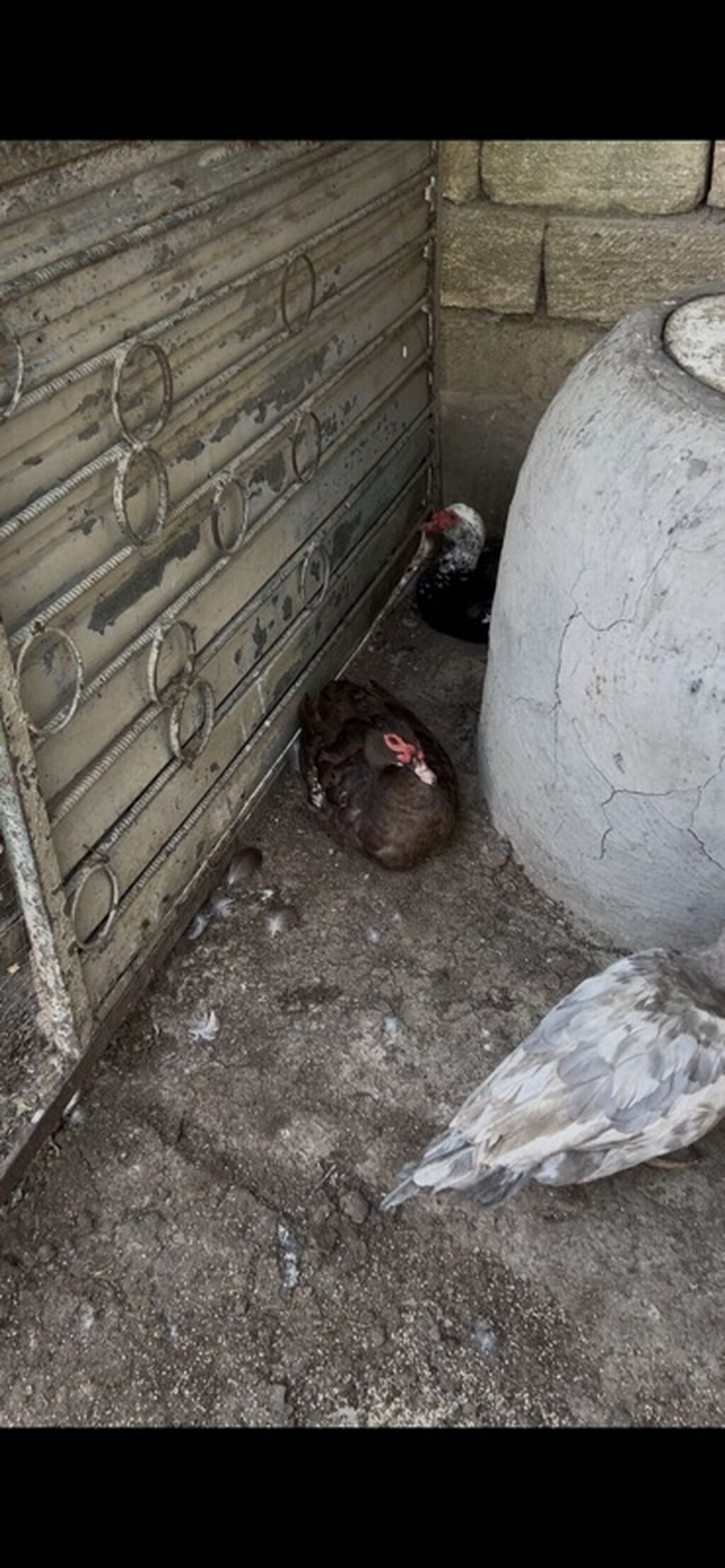 Muscovy ördəkləri (indoqa) – müxtəlif rənglərdə sürü - Növ — Digərləri, Sanqaçal (2)