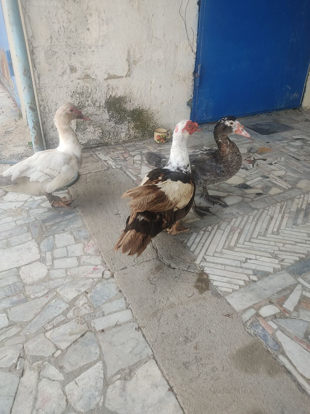 Tam saglam lal ordekler — Digərləri, Digah (5)