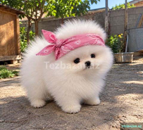 Mini pomerian Spitz baladir — Bakı