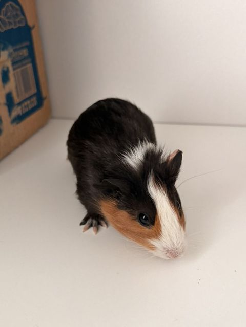2 ay yarım Ev heyvanı – Qvineya donuzu (guinea pig) Qəti şəkildə — Xırdalan