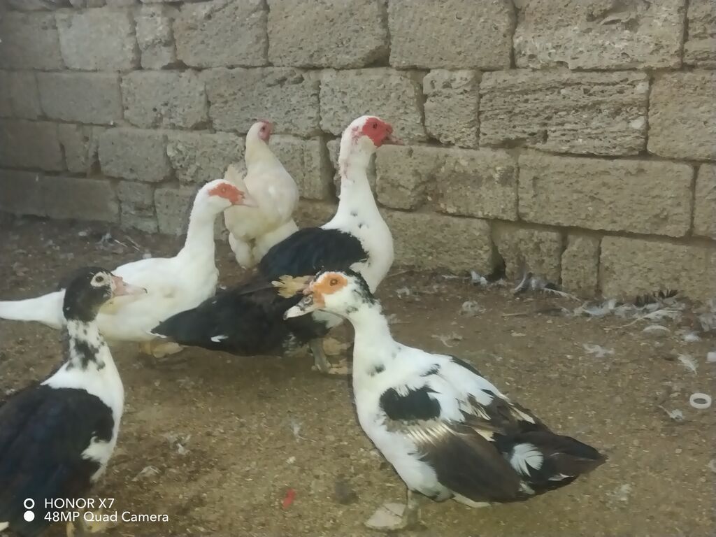 Dişi, Lal ördək, Ətlik — Digərləri, Bakı (3)
