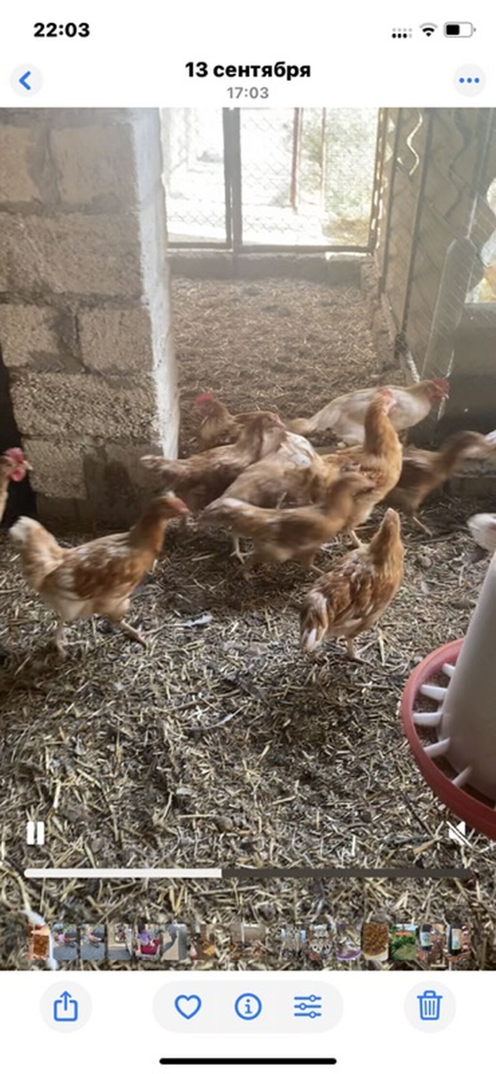 Toyuq, Yumurtalıq — Toyuq və xoruz, Digah (2)