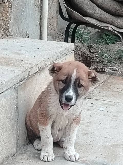 Qurdbasar. Temmiz Qan Qurdbasar kucukidi Qiymət Sondu. Peyvend olub — Sanqaçal