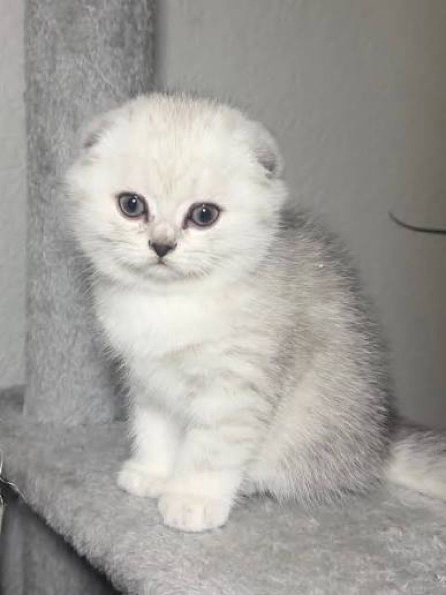 Şotland pişiyi balası — Pişiklər, Bakı (2)