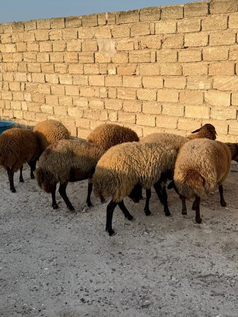 Qoçlar — Bakı