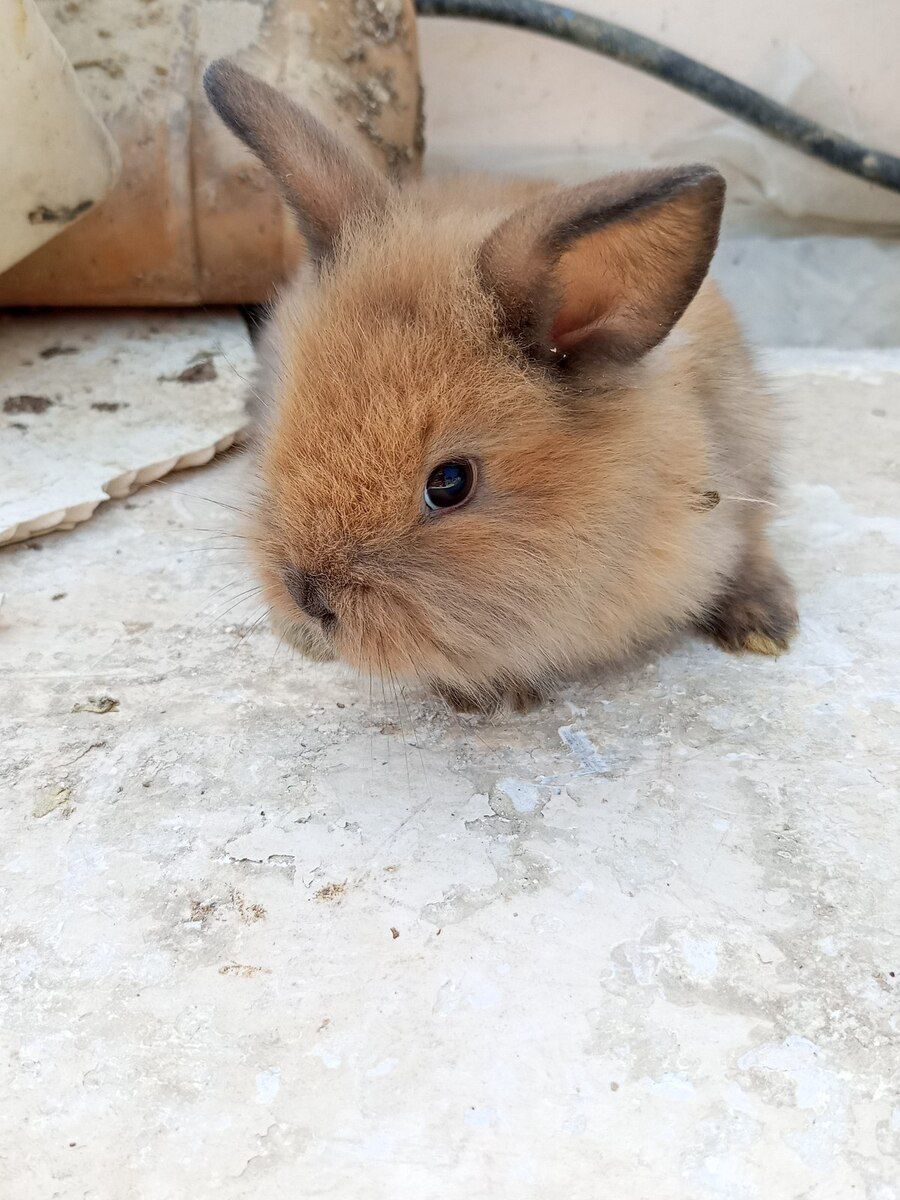 Holland lop dovşanı — Dovşanlar, Bakı (8)