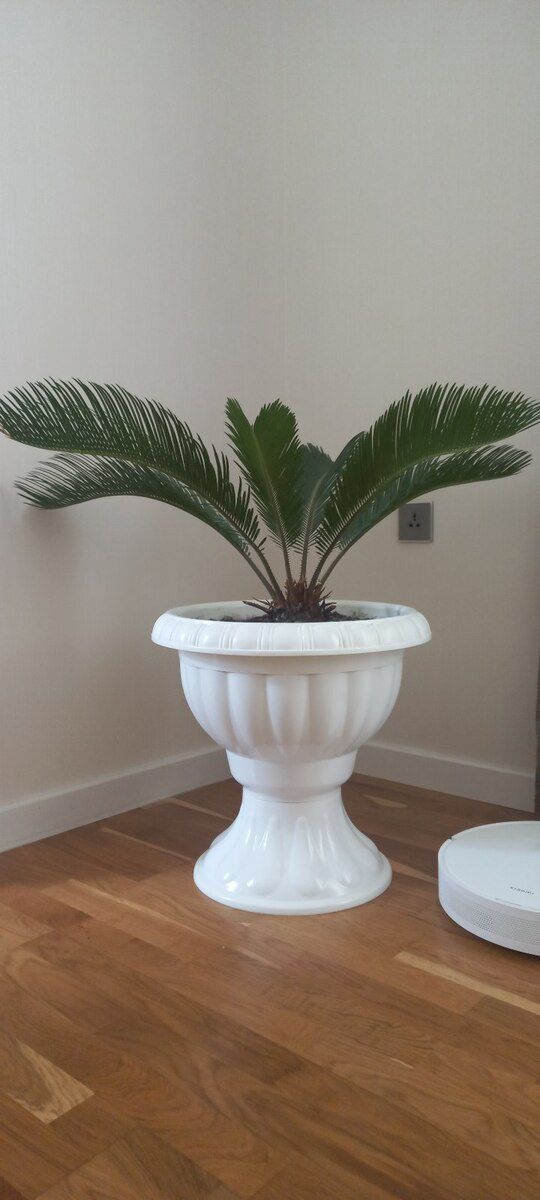 Cycas Revoluta — Bitkilər, Sumqayıt
