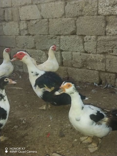 Dişi, Lal ördək, Ətlik — Bakı