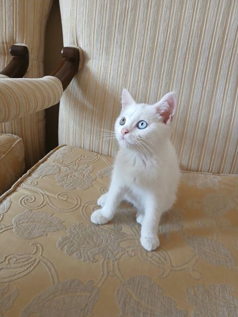 Ağ tüklü, mavi gözlü balaca pişik balası. Qısa, sıx və yumşaq tüklərə — Bakı