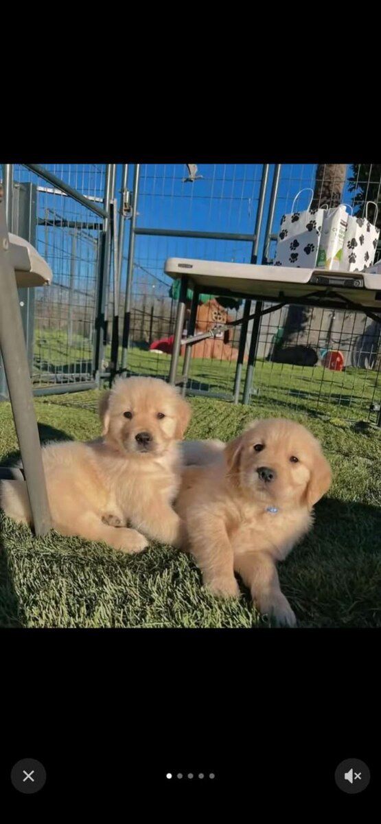 Labrador Retriver balaları — Köpəklər, Bakı (3)