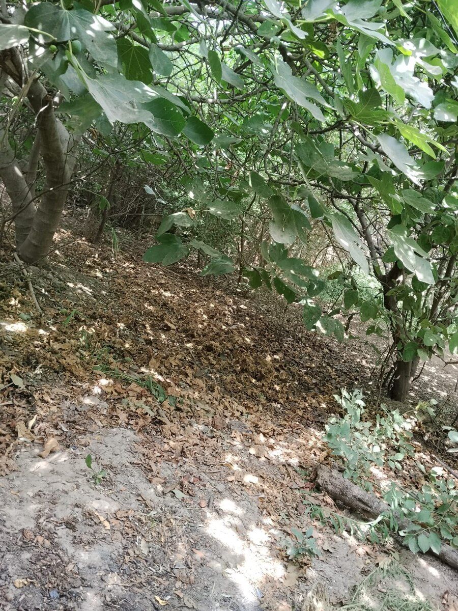 3.5 sot torpaq sahəsi, Yeni Ramana qəs — Torpaq, Bakı (4)
