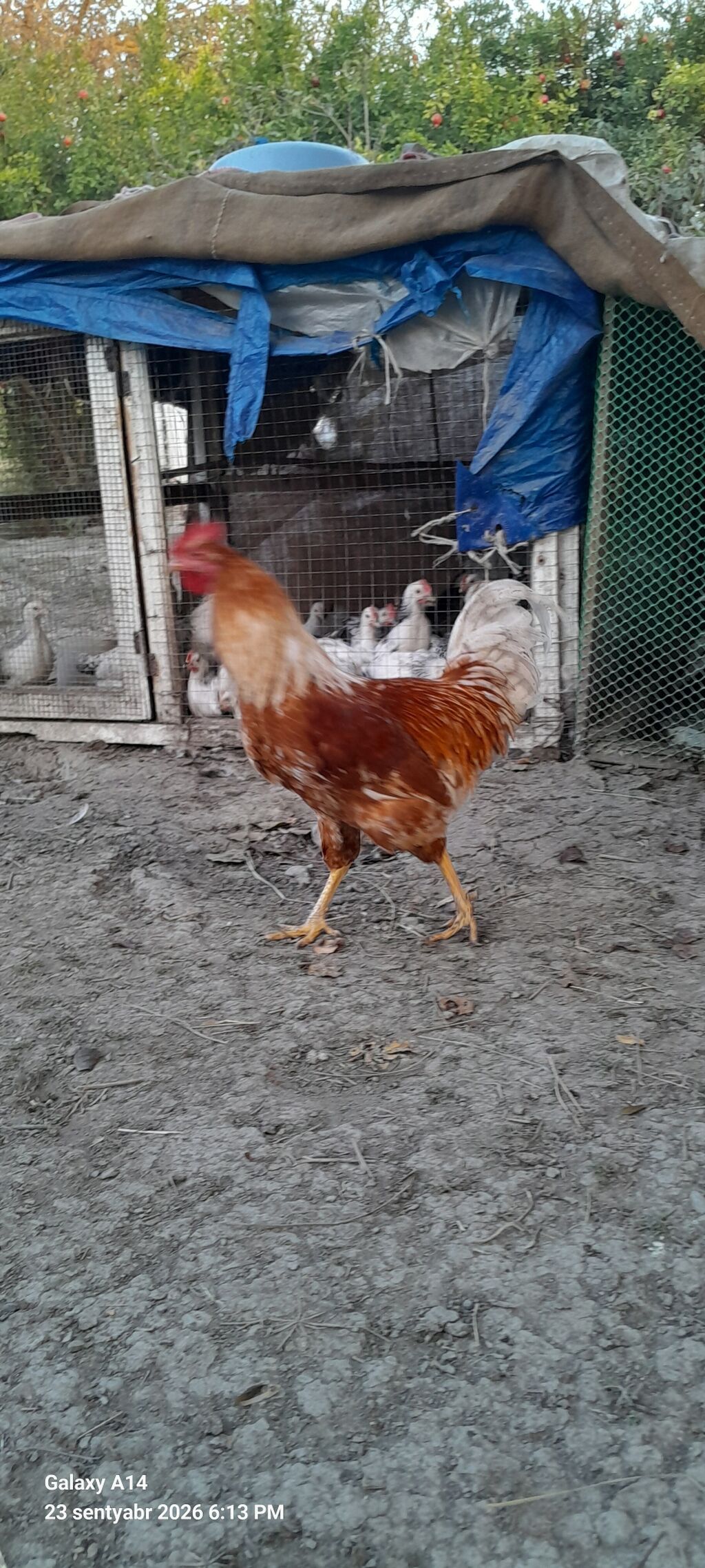 Salam aleykum Lohman braun Xoruzu satılır 5aylığ təmiz qan sağlam — Toyuq və xoruz, Neftçala (2)