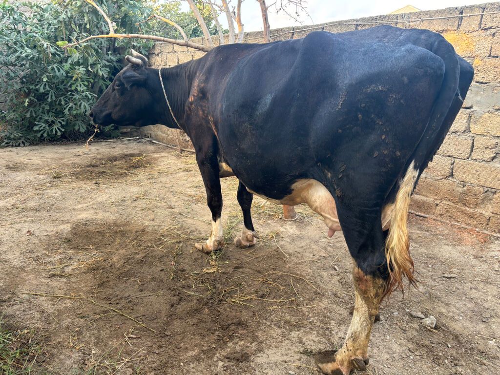 Ala qara cins heyvandi. 6 ayliq boğazdı. 15 litr süd verir indi — Kənd təsərrüfatı heyvanları, Bakı (4)