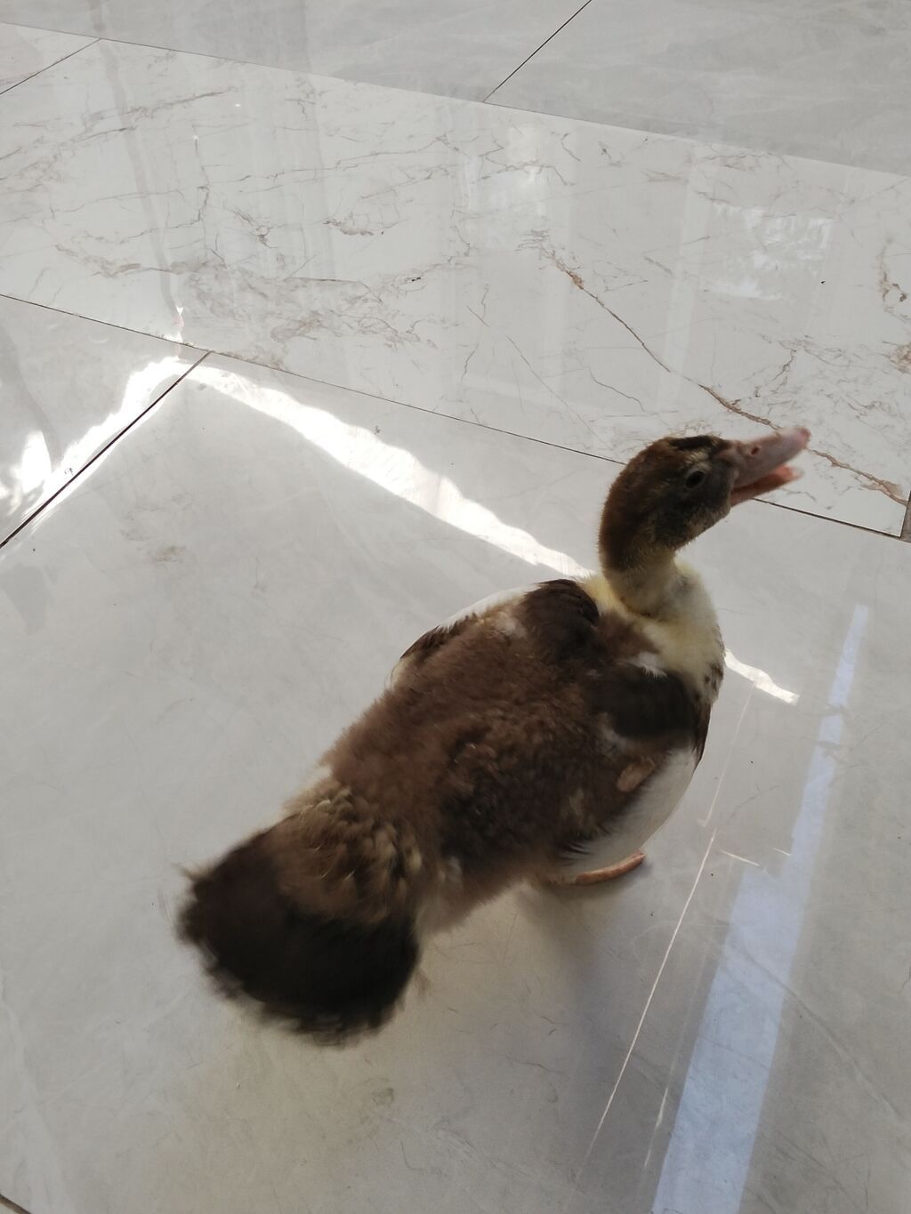 Salam balaca olanda uşaqçün almışdım.Şəraitim yoxdu satıram və ya — Digərləri, Bakı (3)