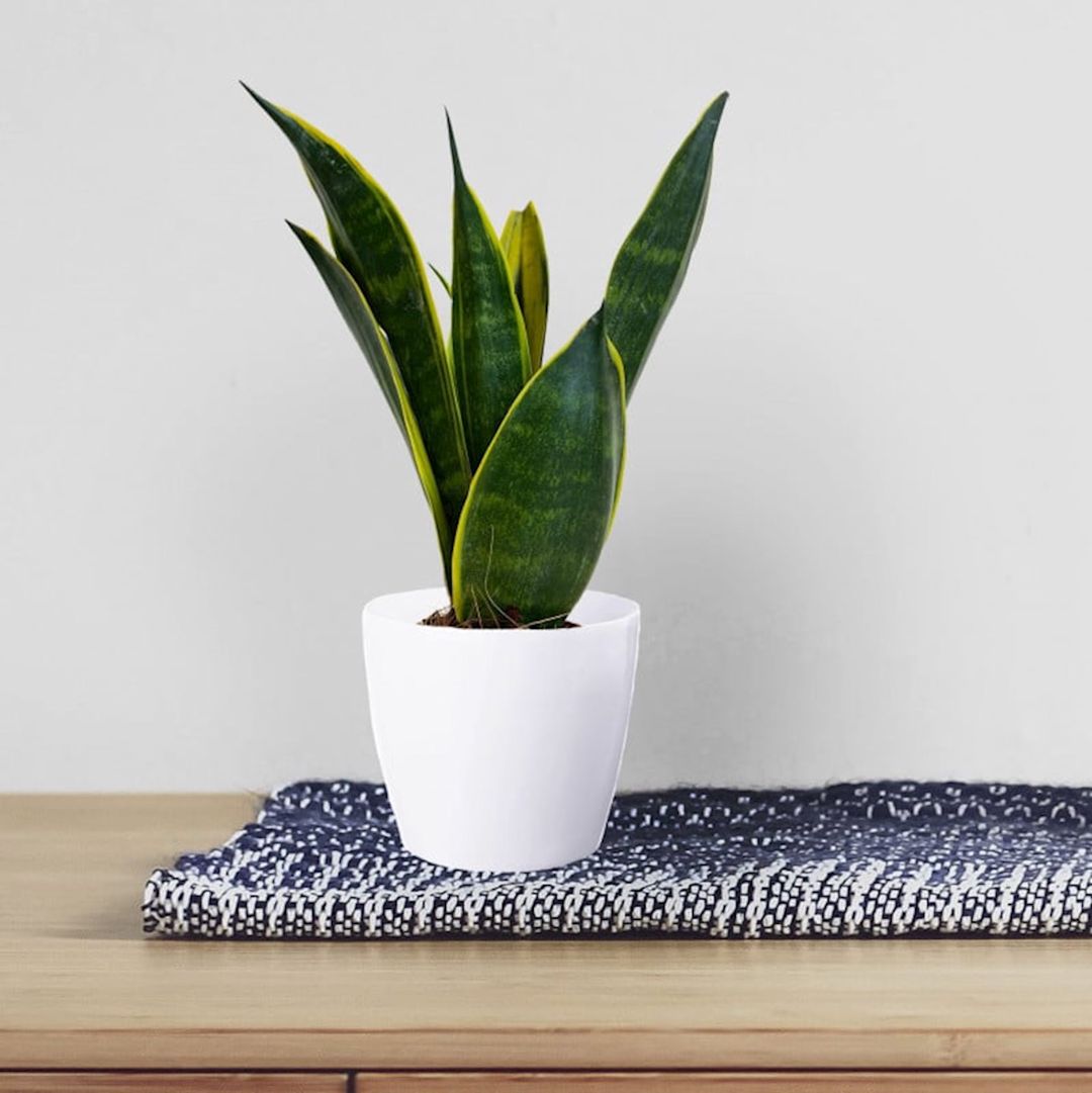Dibçək Lamela Magnolia 18x15.9 sm, plastik, ağ — Mallar, Bakı (3)