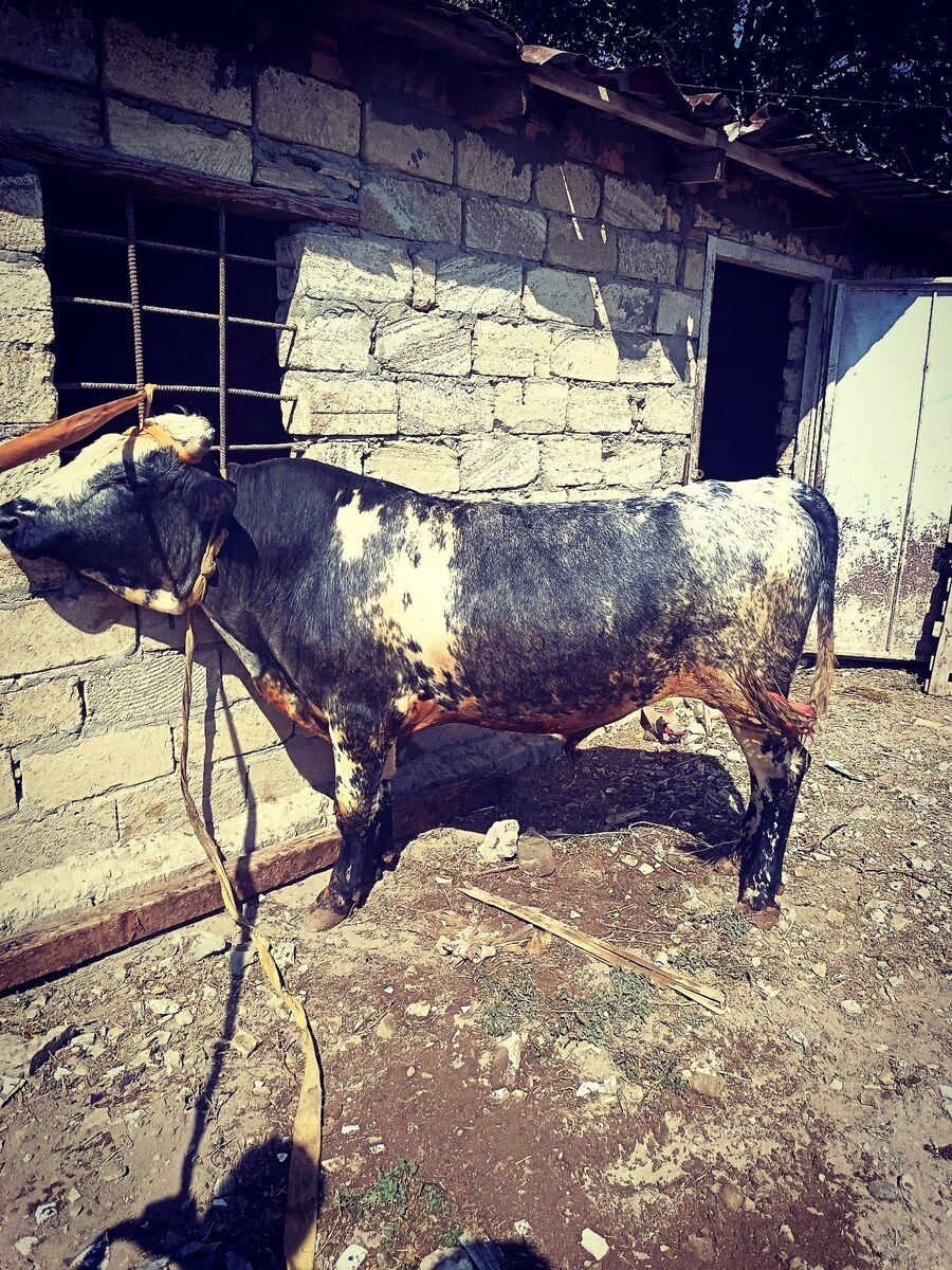 Dana — Kənd təsərrüfatı heyvanları, Bakı