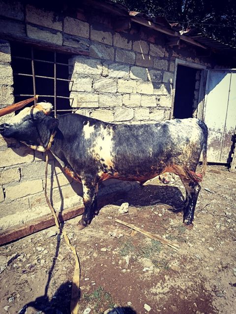 Dana — Bakı