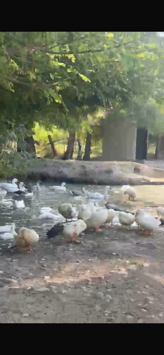 Pekin ördəyi və qazı — Quşlar, Oğuz (5)
