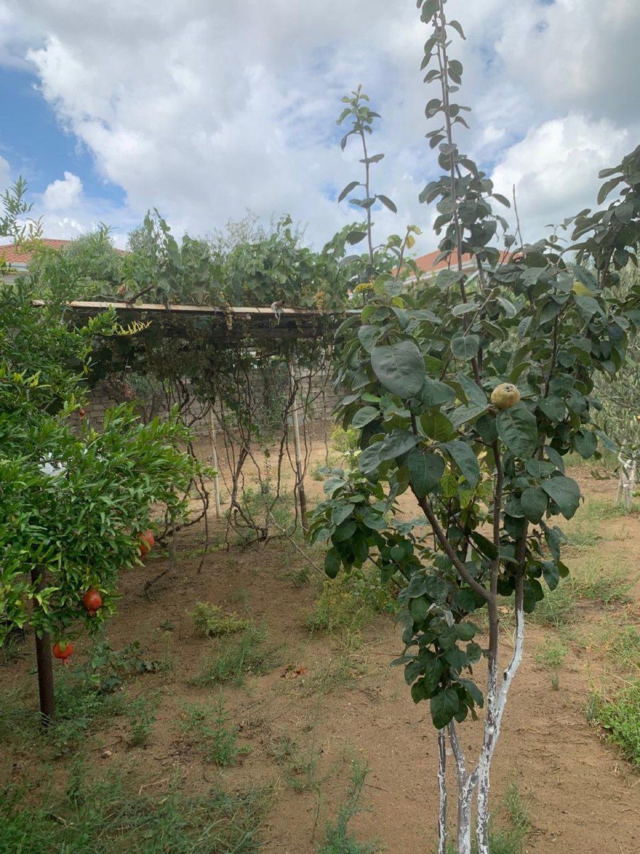 Bağ evi kirayə verilir, Mərdəkan qəs — Ev, villa, Bakı (11)