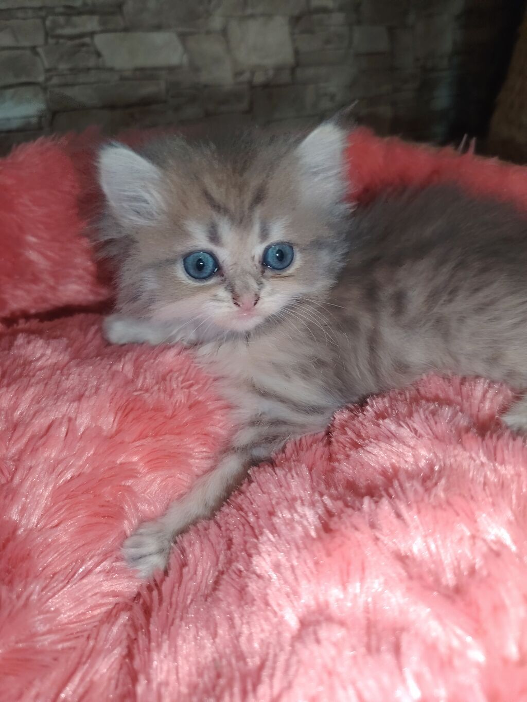 Qızıl şinşilla, Dişi, Yaxşı əllərə, Ünvandan götürmə — Pişiklər, Digah (2)