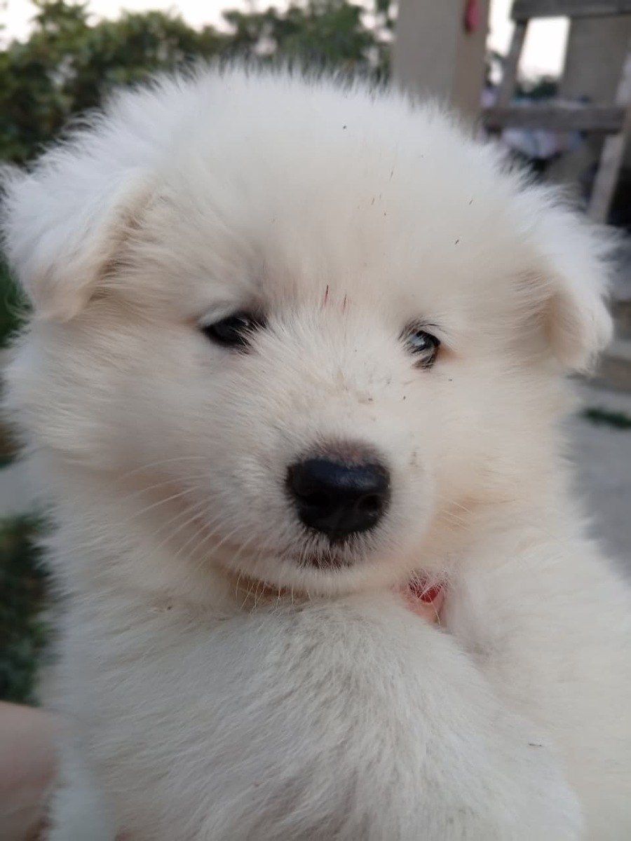 Samoyed balası — Köpəklər, Bakı (3)