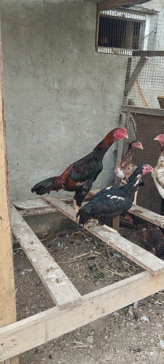 Heyratı beçəsi — Quşlar, Bakı (8)