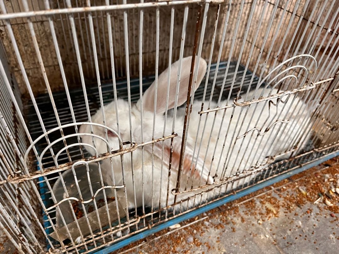 Dovşan — Dovşanlar, Bakı (3)