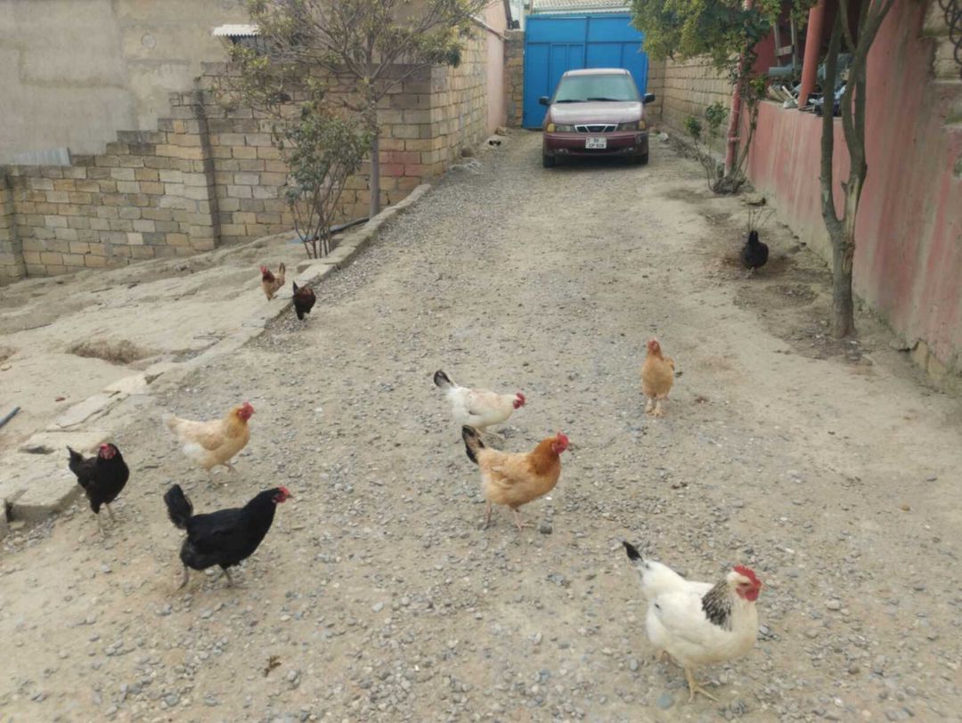 Həyət evi kirayə verilir, Sulutəpə qəs — Ev, villa, Bakı (9)