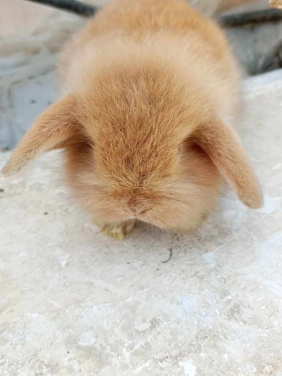Holland lop dovşanı — Dovşanlar, Bakı (7)