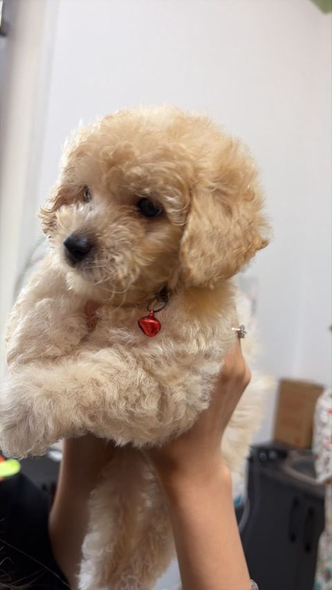 Maltipoo balası – krem rəngli, qıvırcıq tüklü, kiçik ölçülü ev iti — Digah