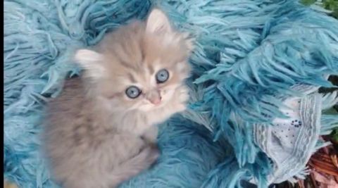Британский длинношёрстный котёнок — Bakı