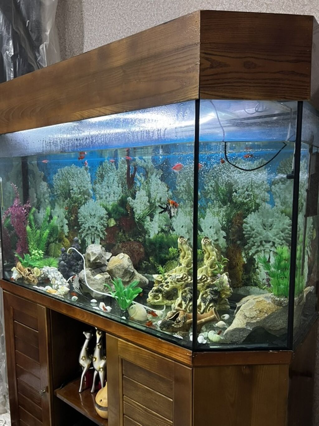 Böyük 450 l akvarium. Wkafi demiz aqacdandi wiwmir curumur indiki — Akvariumlar və balıqlar, Saray (2)