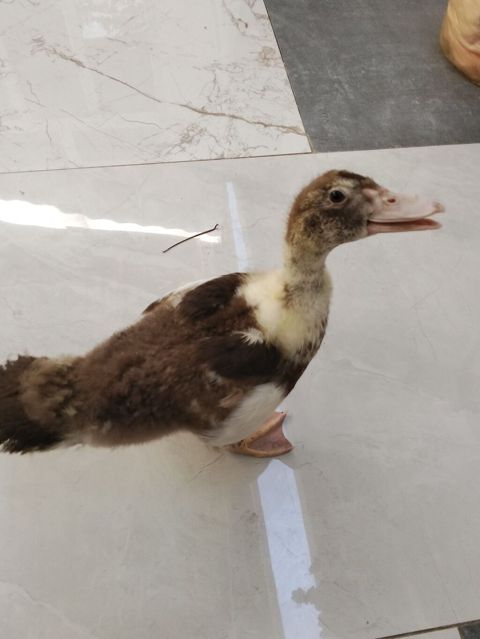 Salam balaca olanda uşaqçün almışdım.Şəraitim yoxdu satıram və ya — Bakı