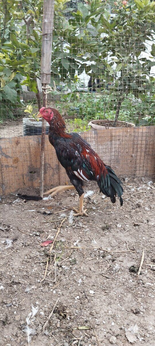 Heyratı beçəsi — Quşlar, Bakı