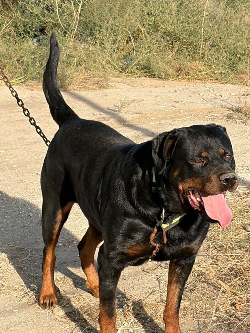 Rotveyler, 2 il, Erkək, Rayonlara çatdırılma — Köpəklər, Mehdiabad (3)