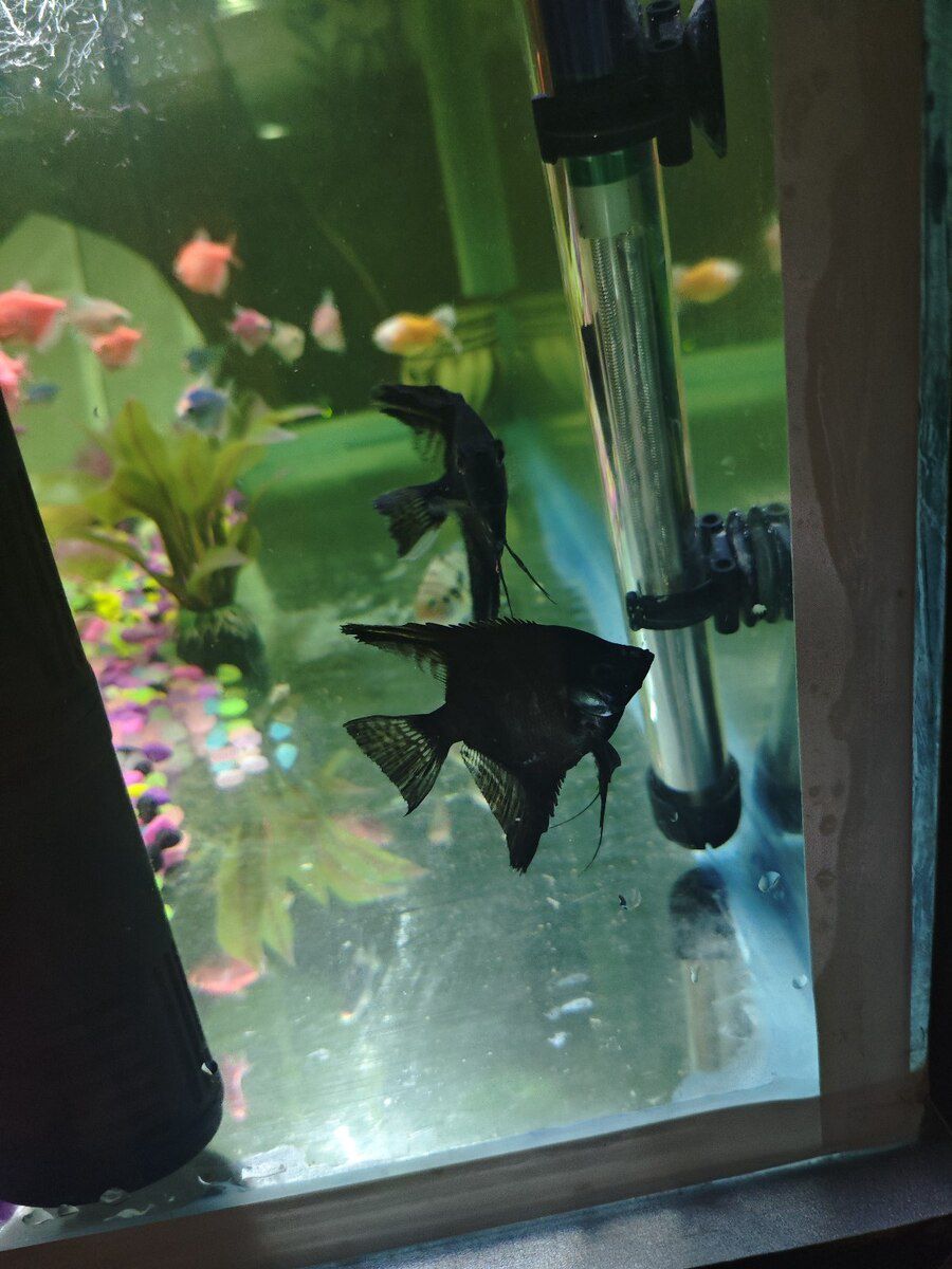 Akvarium — Akvariumlar və balıqlar, Bakı (7)