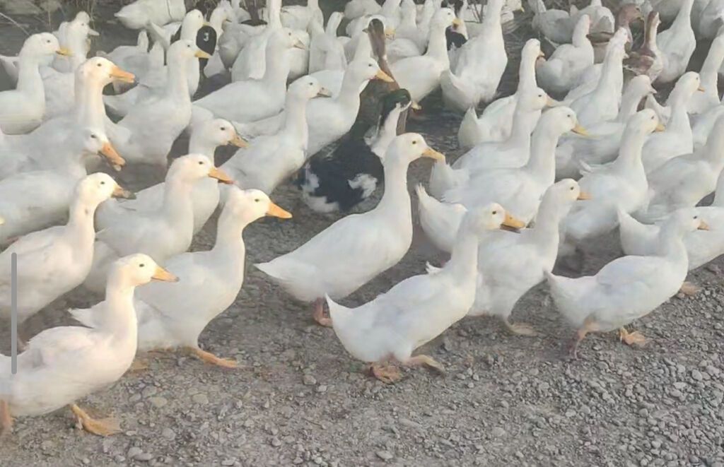 Pekin Ördəkləri, 800dən çox ördək var kuban ördeyi, ordeklerin 200ü — Digərləri, Ağcabədi