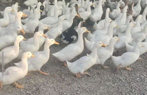 Pekin Ördəkləri, 800dən çox ördək var kuban ördeyi, ordeklerin 200ü — Ağcabədi