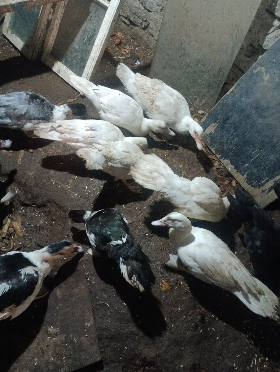 Lal ördəklər — Quşlar, Bakı (5)