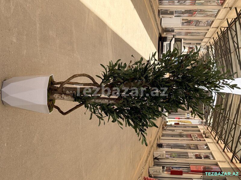Green Layn — Ev malları, Bakı (4)