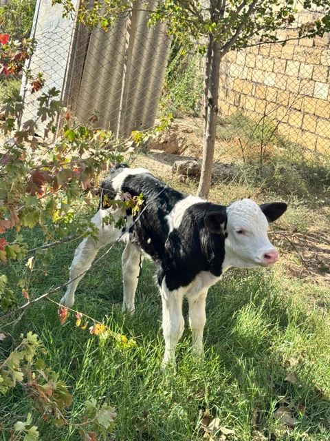 Simmental buzov — Sumqayıt
