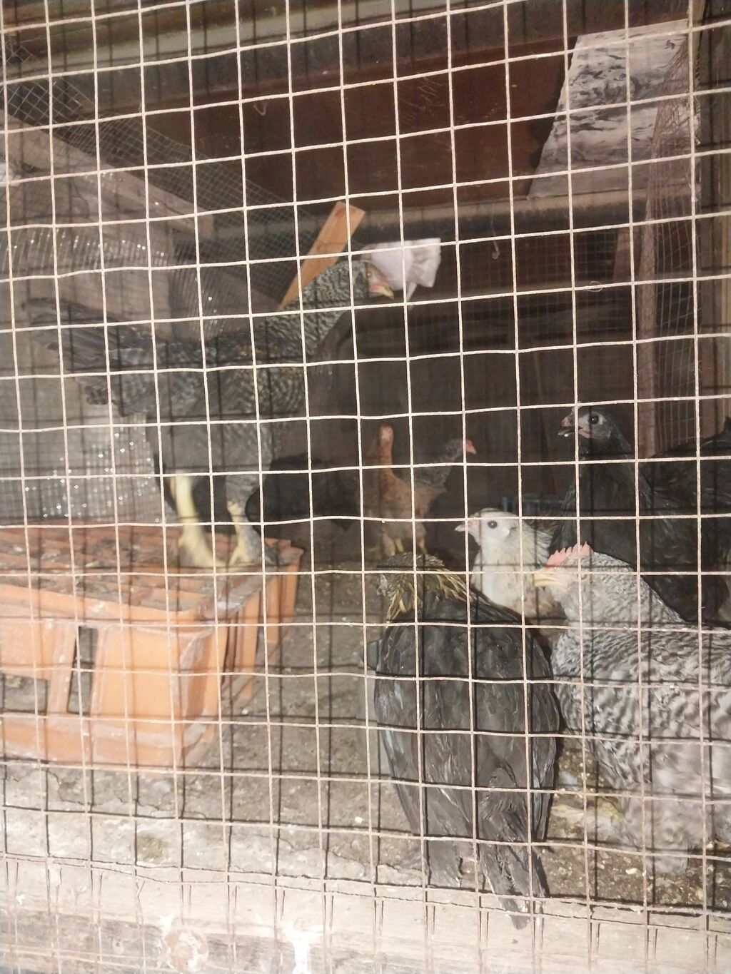 Məhsul: Təbii kənd toyuğu yumurtası mayali 0.65azn. Təsvir: - Günlük — Qida məhsulları, Digah (3)